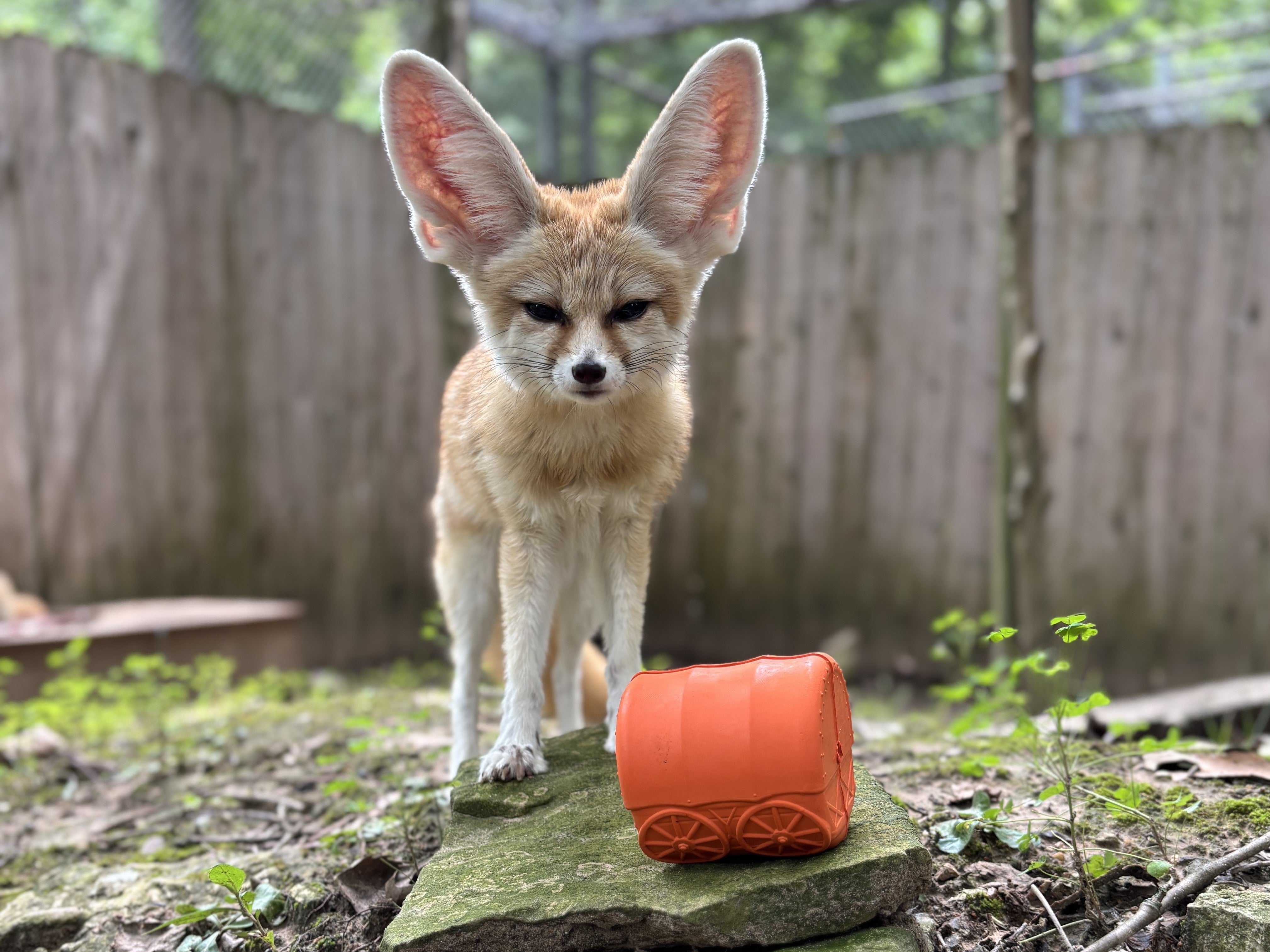 fennec fox playing with bullymake rubber toy