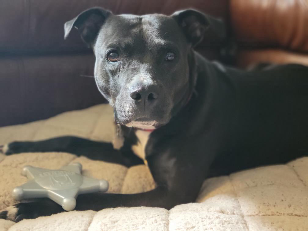 Best Dog Toys for Pit Bulls