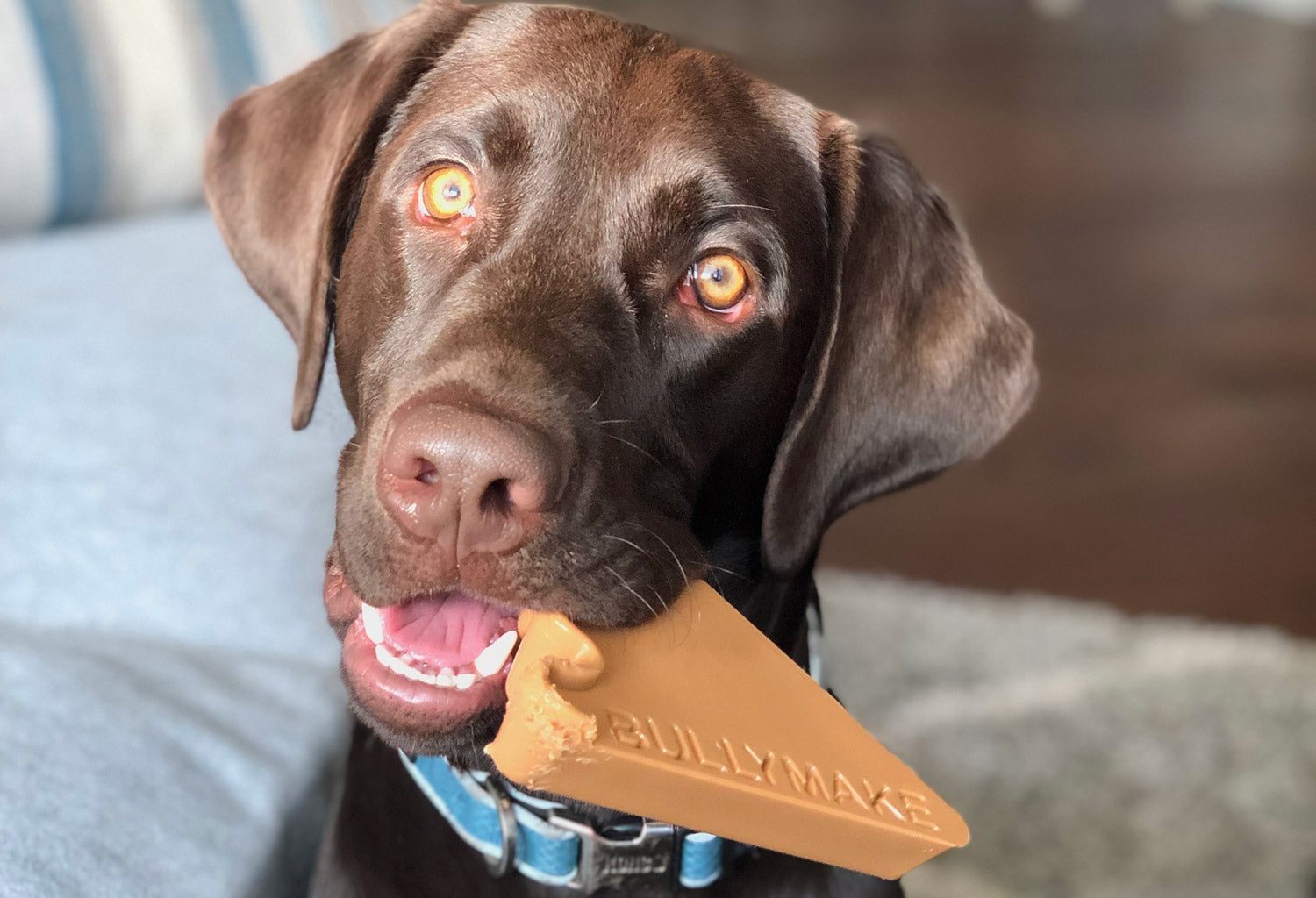 chocolate lab with bullymake nylon toy