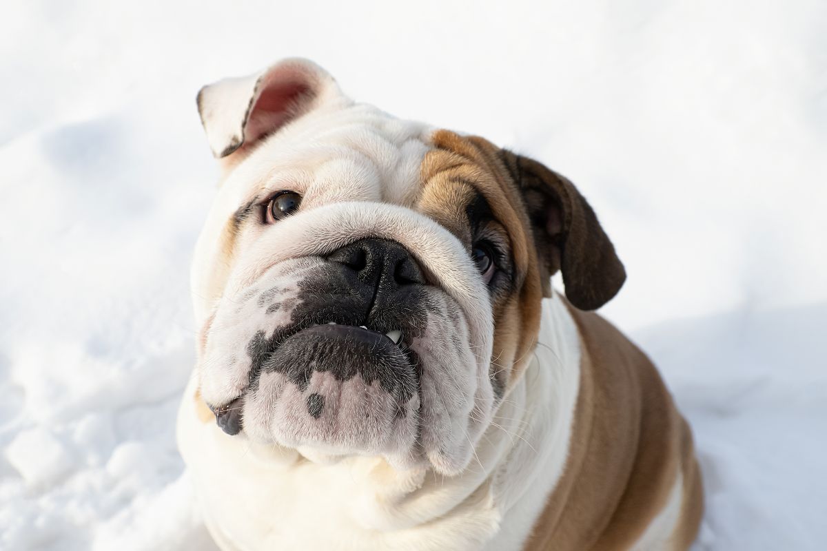 bulldog in snow