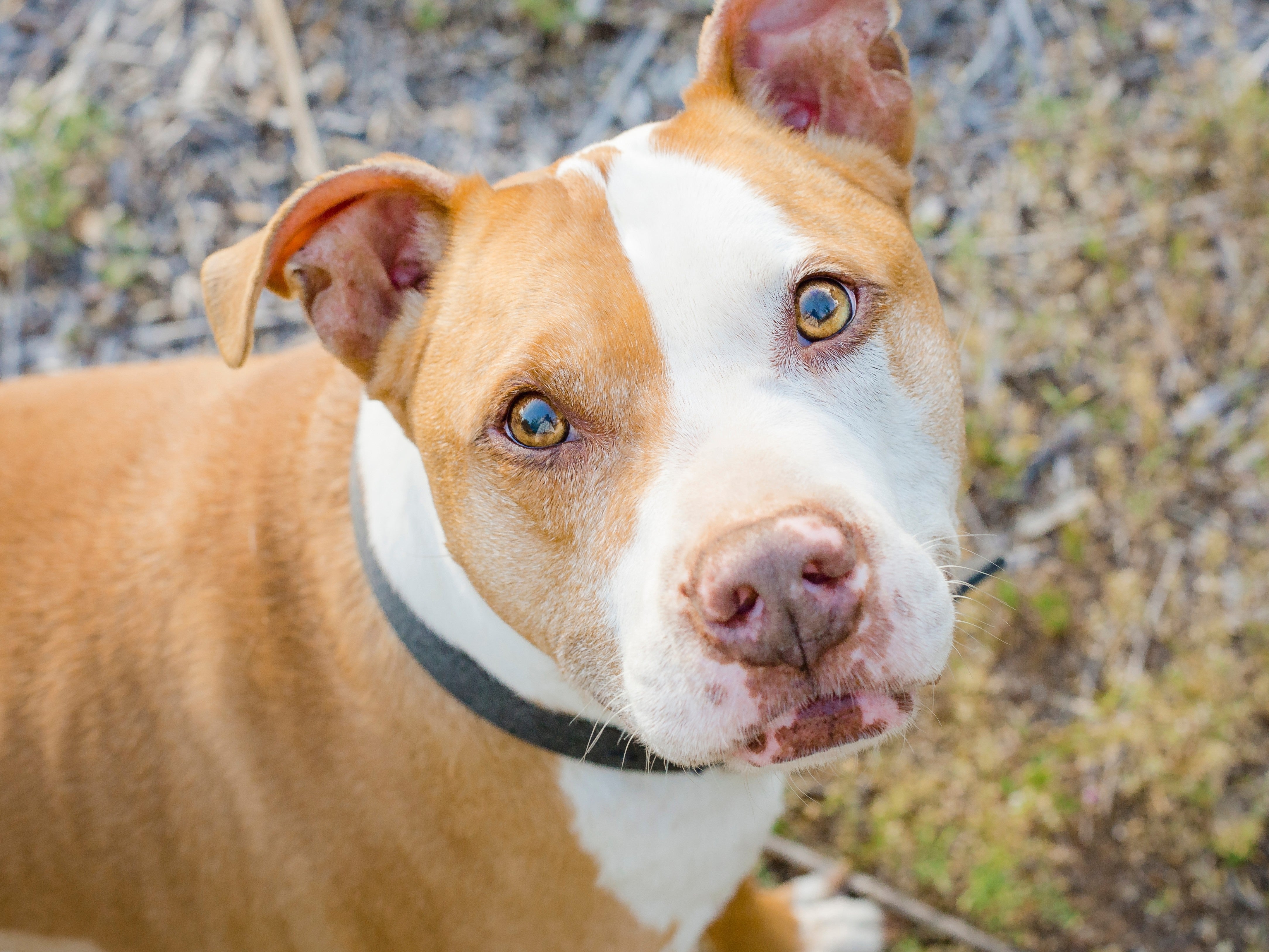 pit bull looking up at camera outside