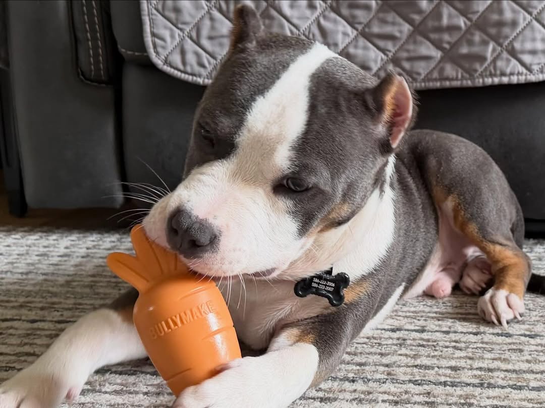 pit bull with bullymake carrot toy