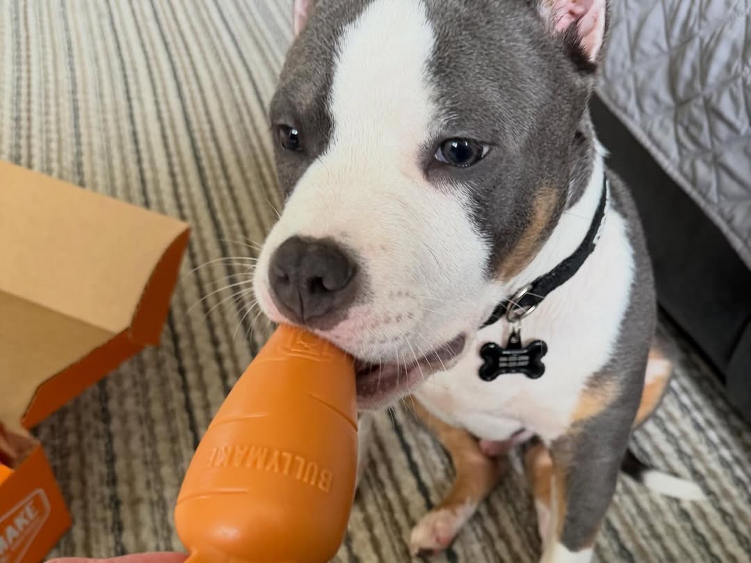 pit bull with bullymake carrot toy