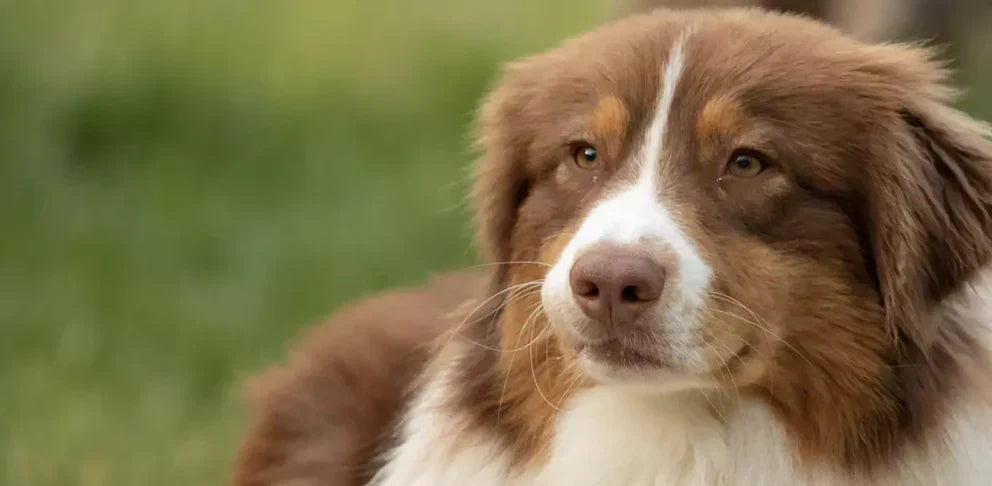 Loving Dogs Good For Health, Doctors Say