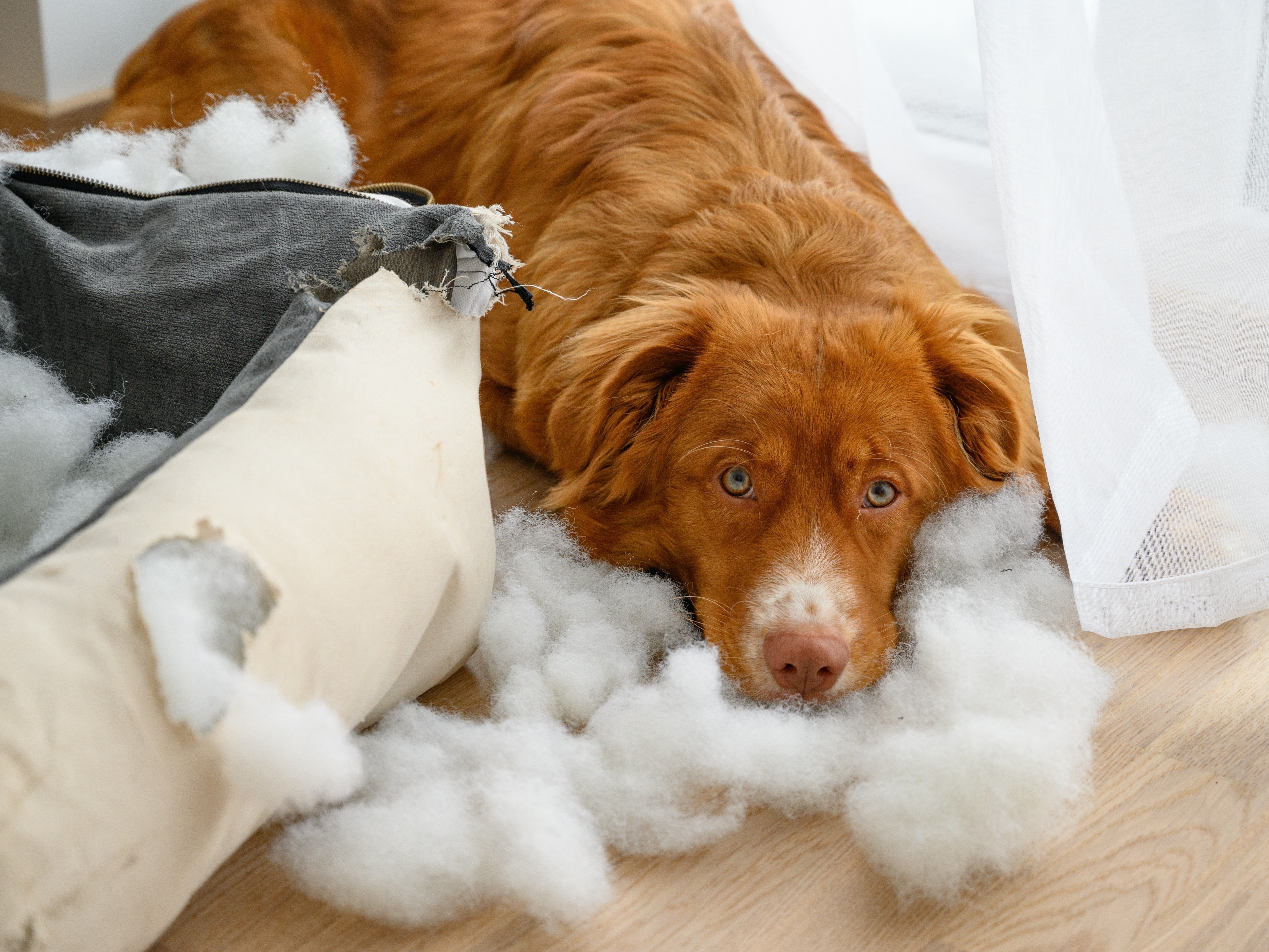guilty dog after chewing dog bed