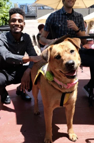 Service Dog Goes to Prom With Best Friend