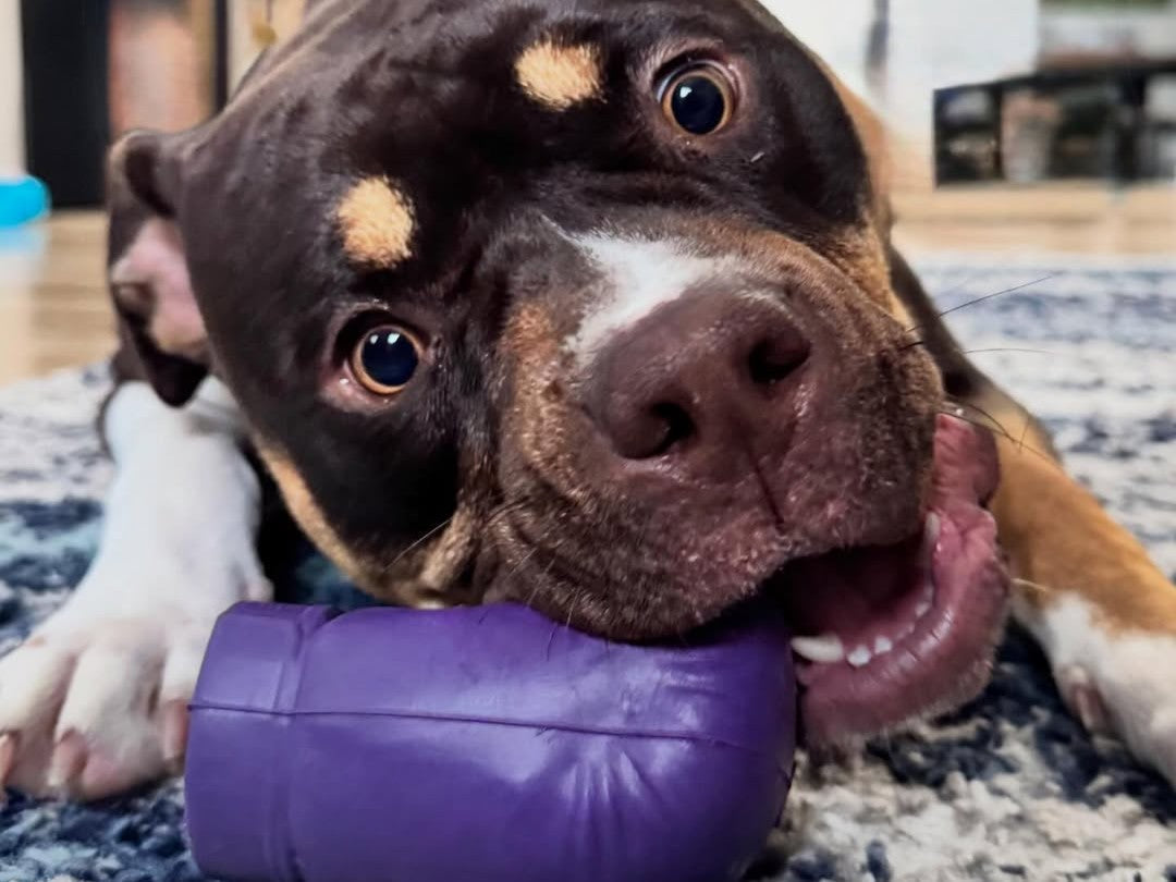 large dog with bullymake boxing glove rubber toy