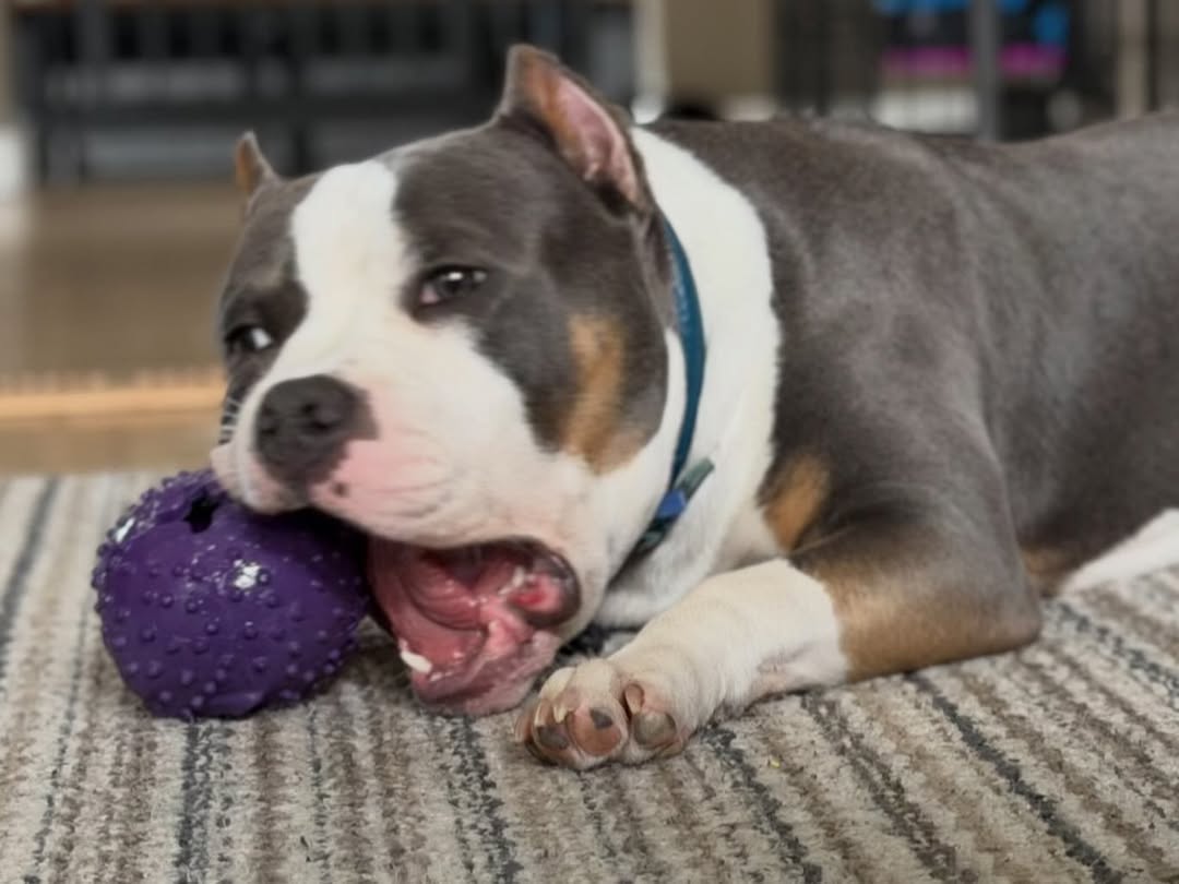 How long do tough dog toys usually last with daily chewers