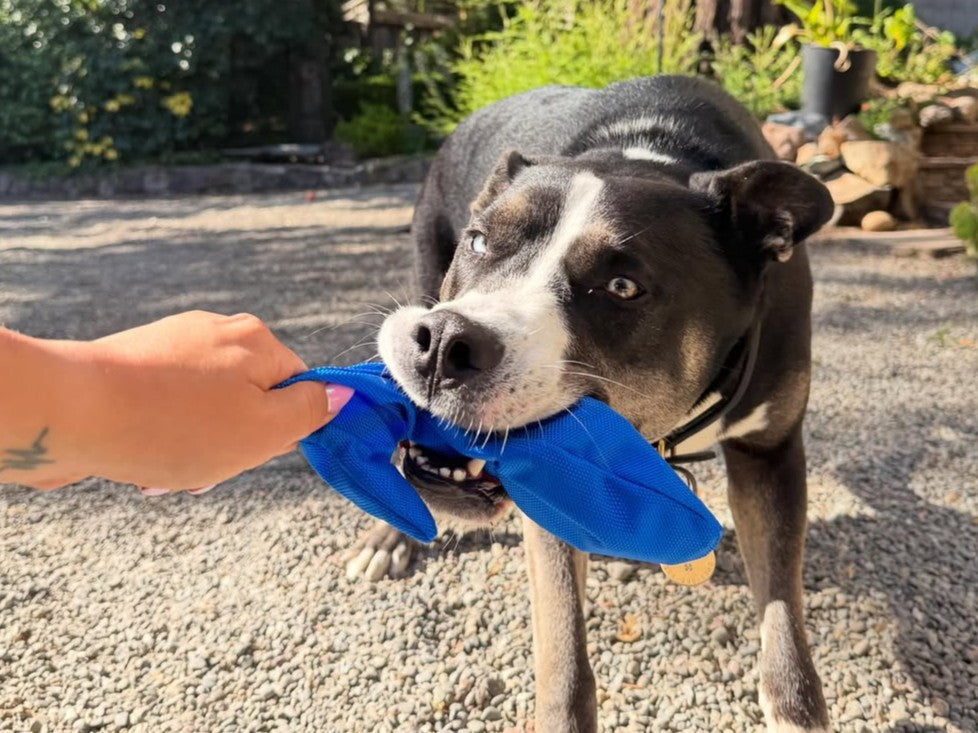 best rope and tug toys for aggressive chewers