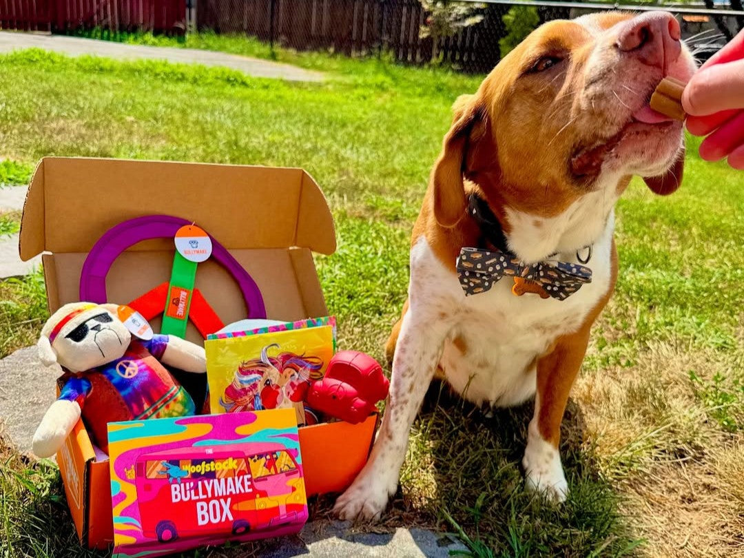 brown and white dog with bullymake hippie box
