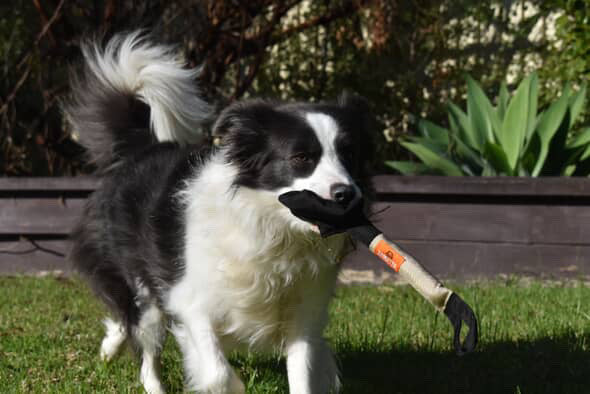border collie running with bullymake ballistic fabric dog toy box