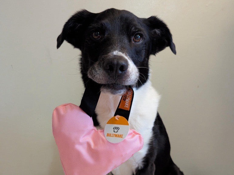 dog with bullymake ballistic fabric dog toy heart