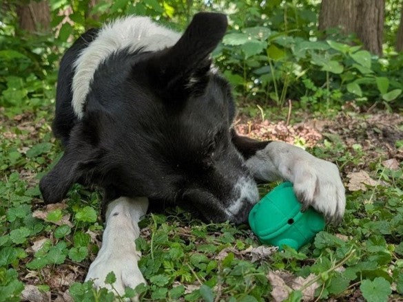 Which Treat-Dispensing Toys Are Safe for Aggressive Chewers?