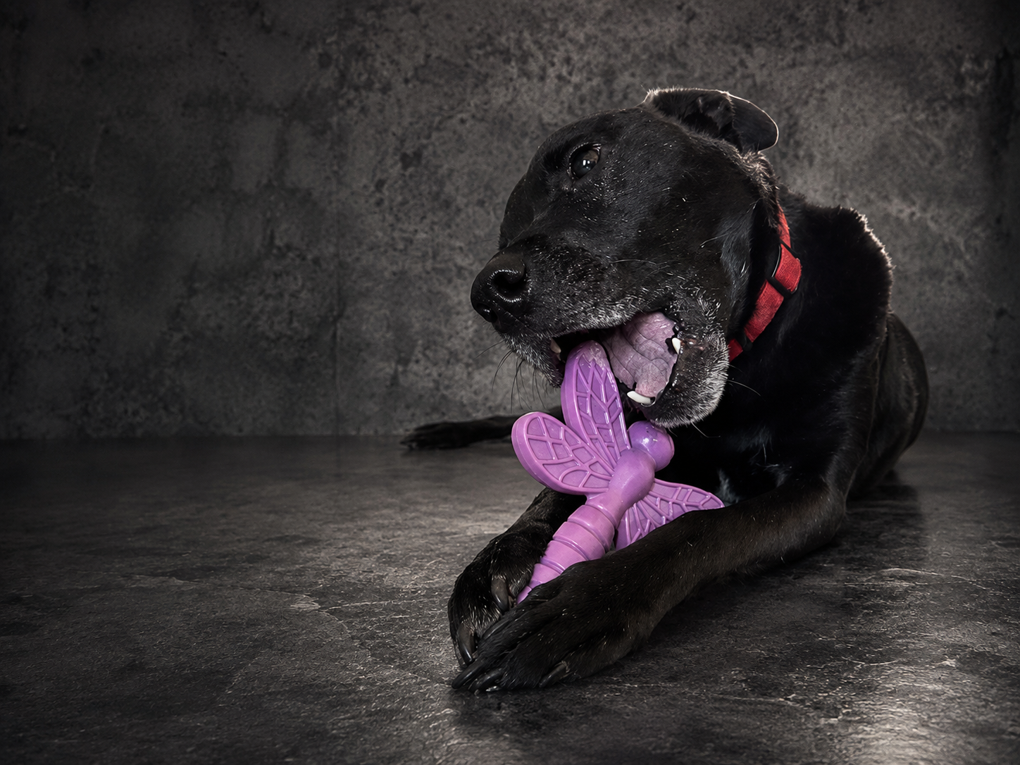How to Tell If a Dog Toy Is Truly Indestructible