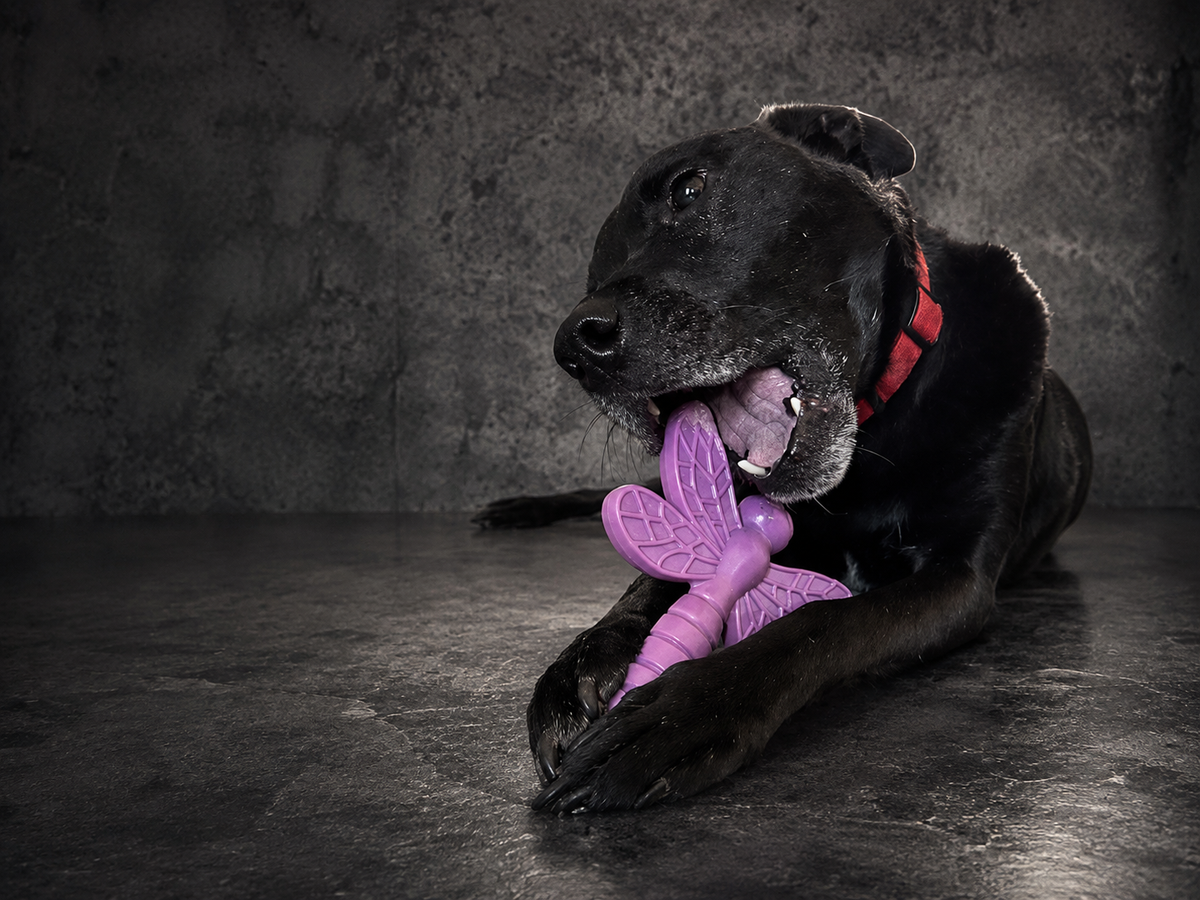 How to Tell If a Dog Toy Is Truly Indestructible