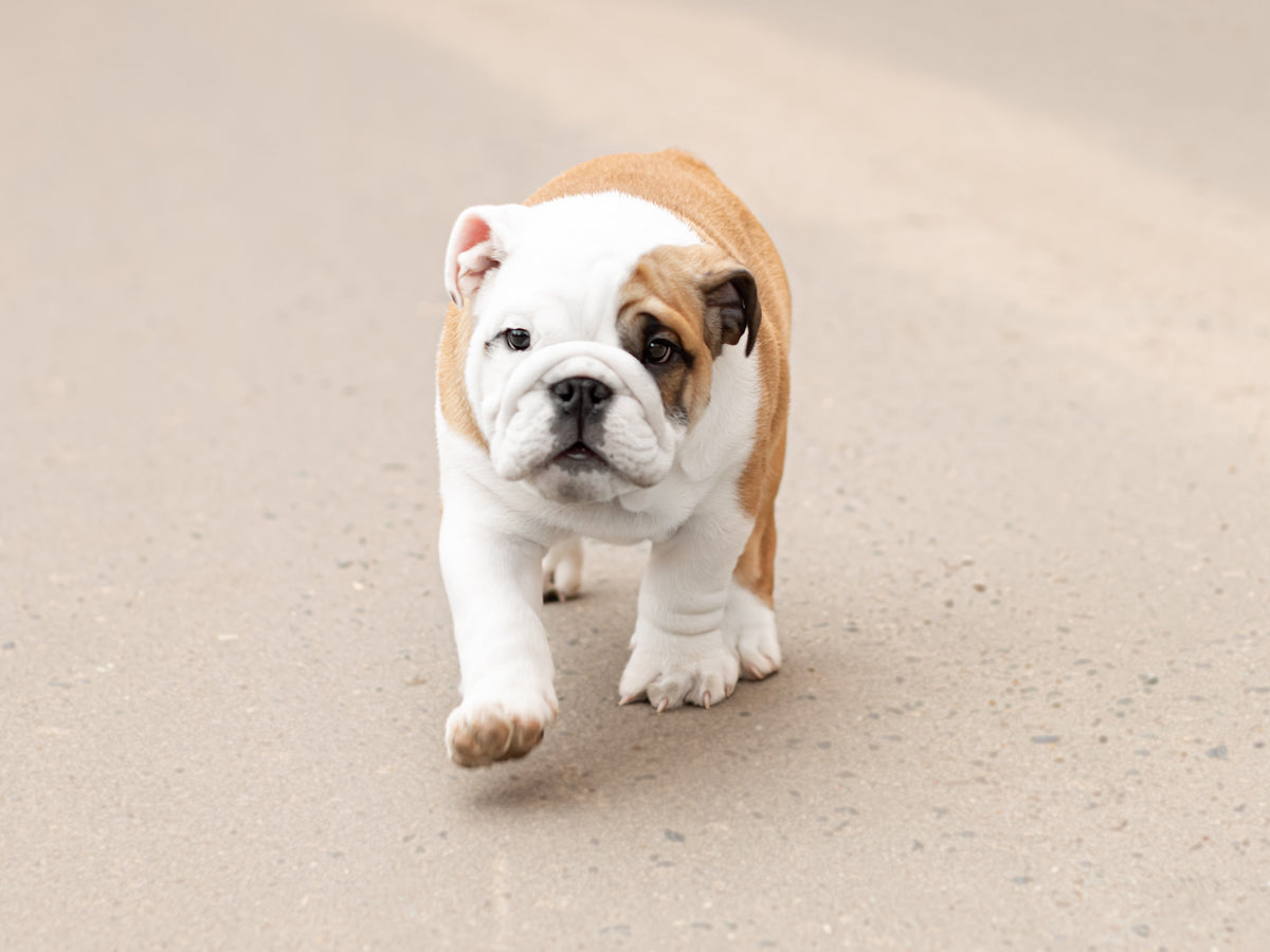 baby bulldog puppy