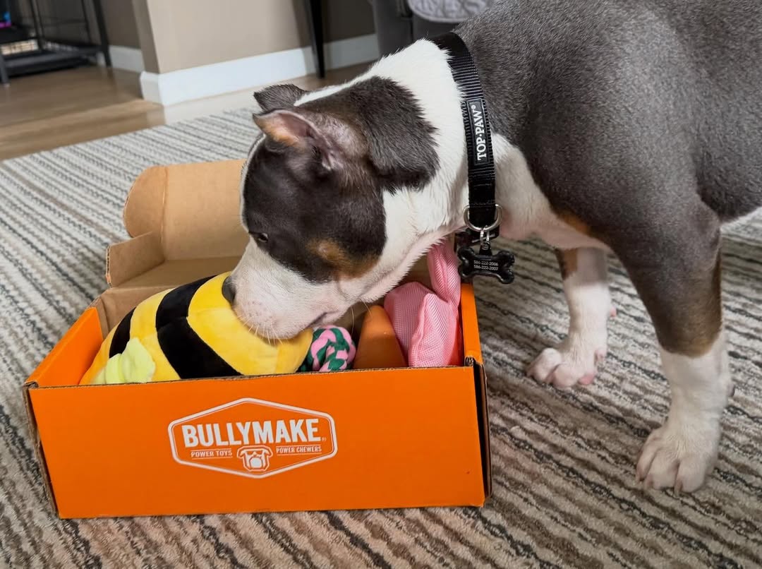 pit bull opening bullymake dog box