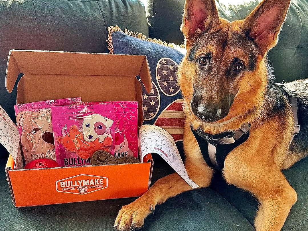 german shepherd with bullymake valentines day box
