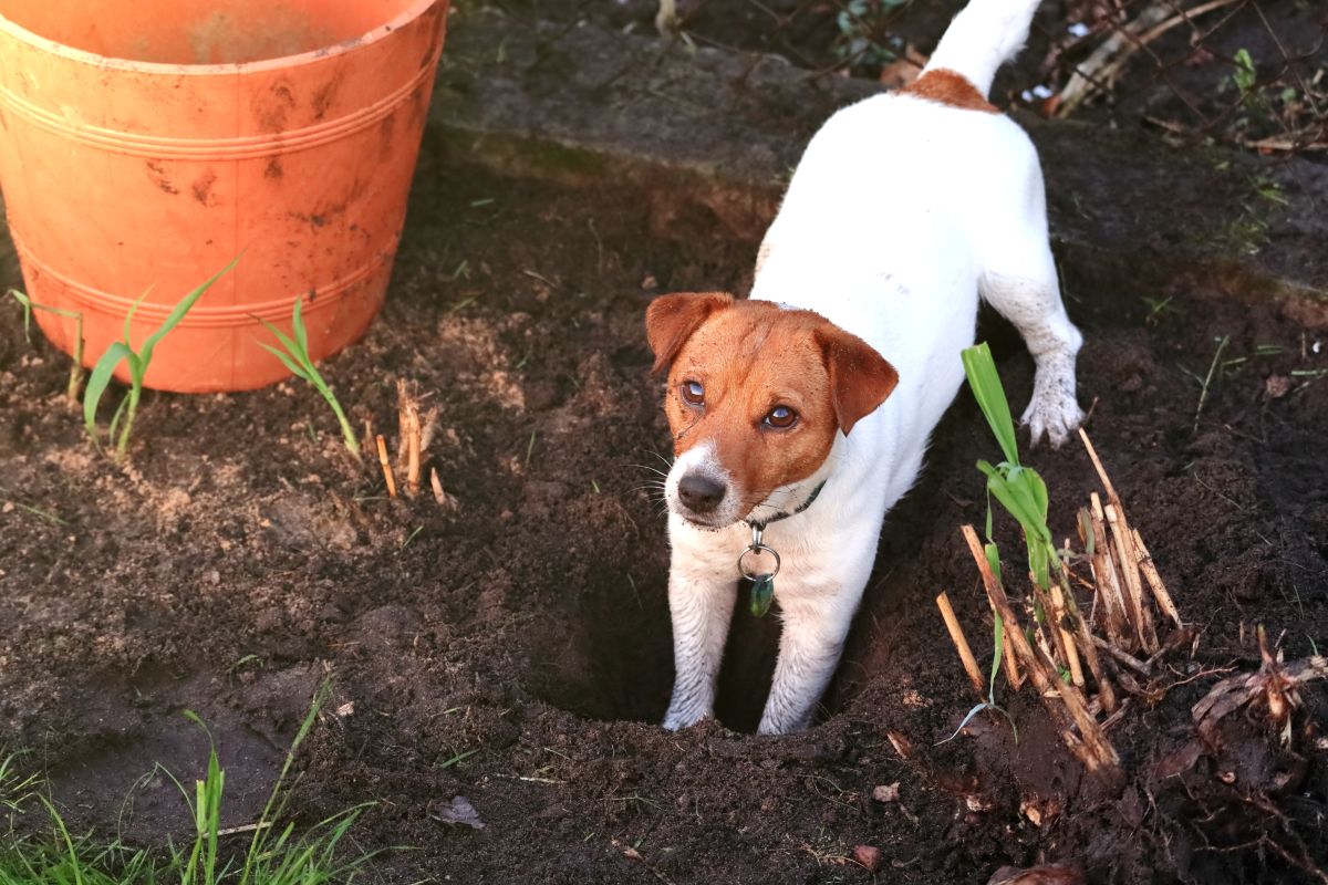 The Dog Breeds Most Likely to Become Destructive (and Why)