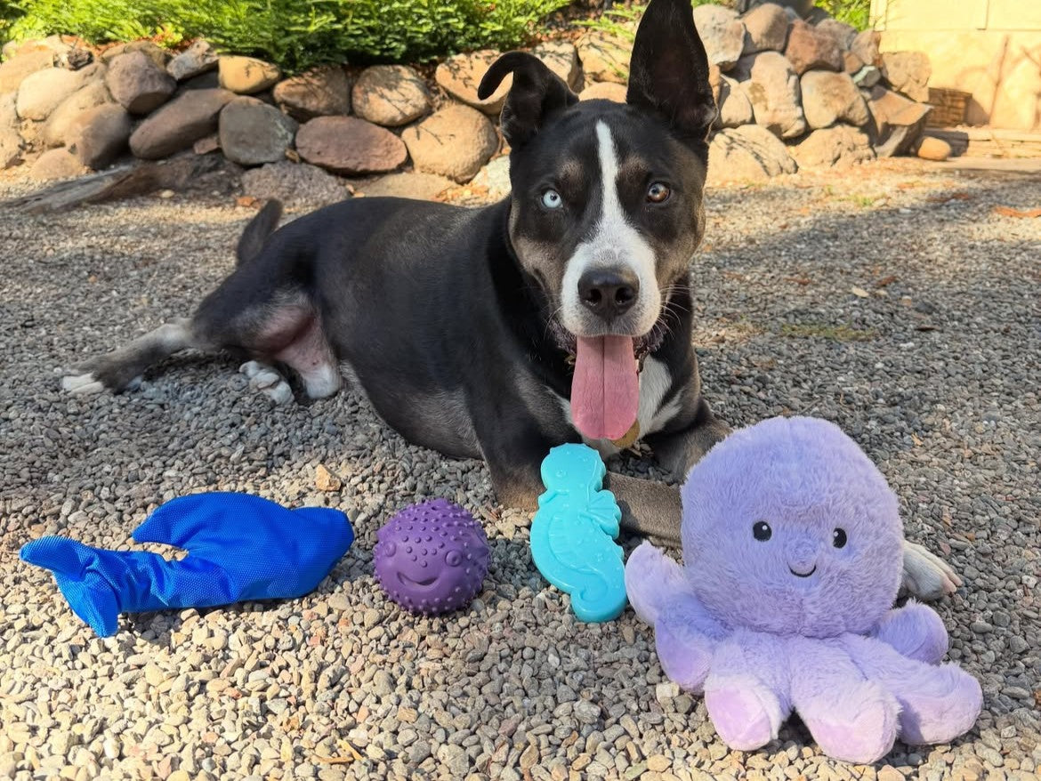 The Best Dog Toys for Every Play Style