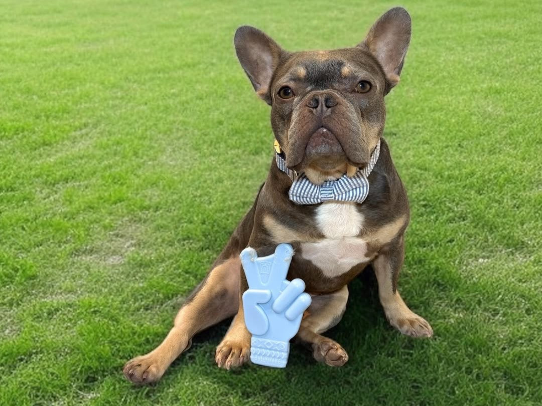 The Best Nylon Chew Toys for Aggressive Chewers in 2026