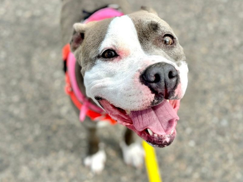 pit bull smiling
