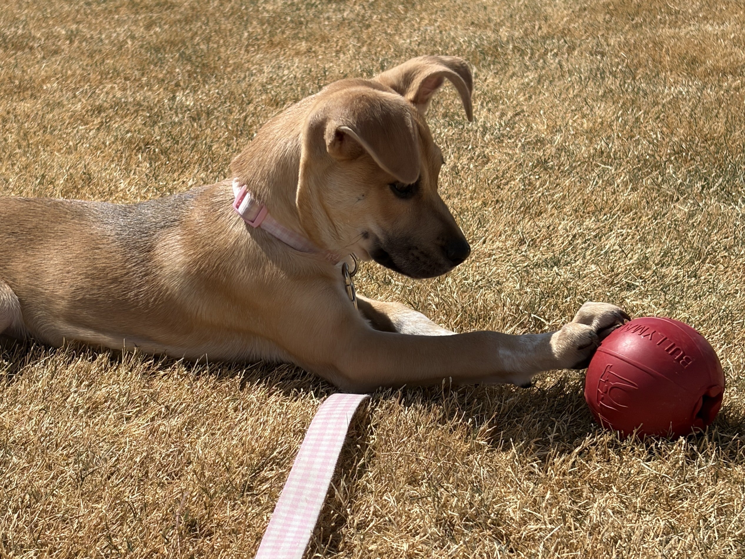 puppy playing with red rubber toy from bullymake