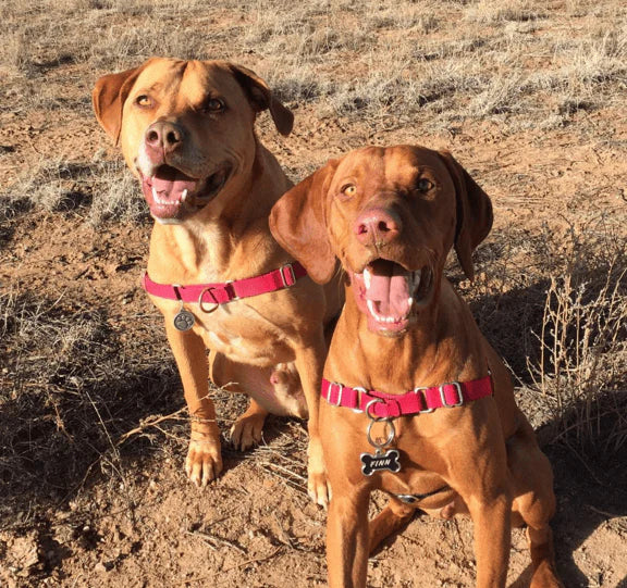 The 12 Stereotypical Dogs Everybody Sees at the Dog Park!