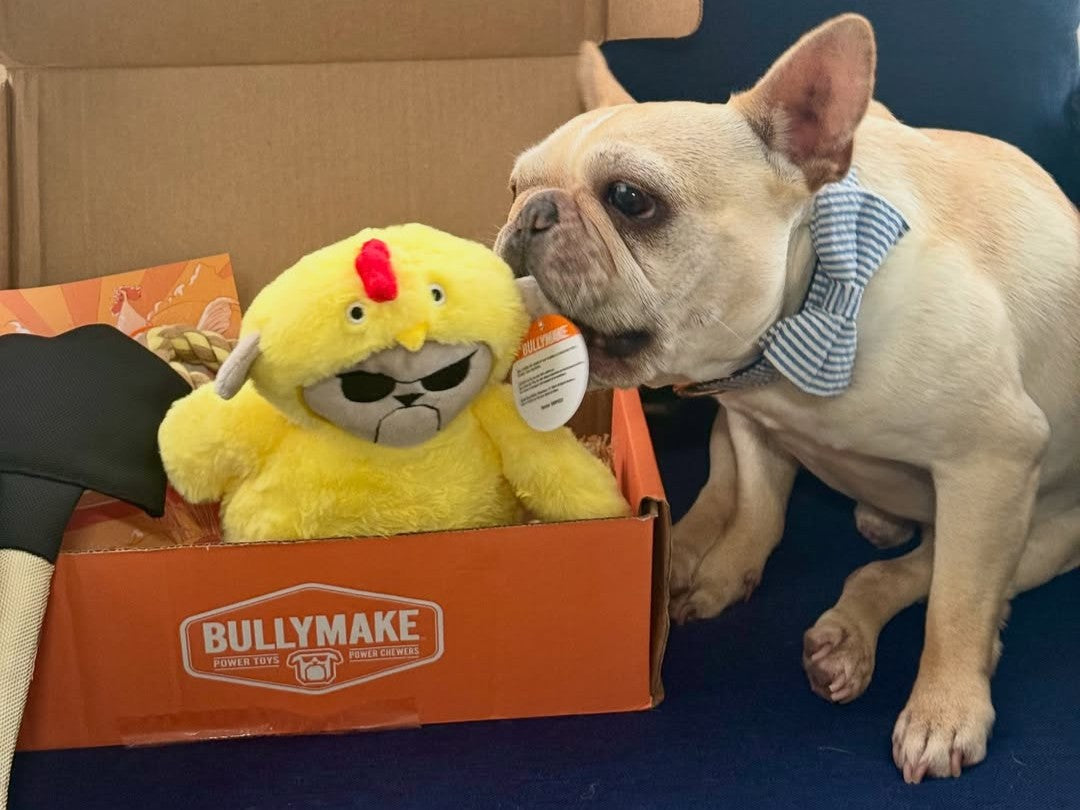 french bulldog with bullymake dog toy box