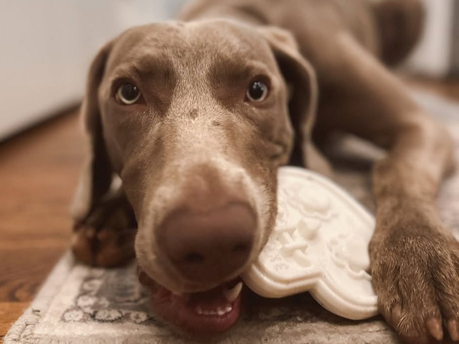 What Are the Safest Dog Toys for Aggressive Chewers?
