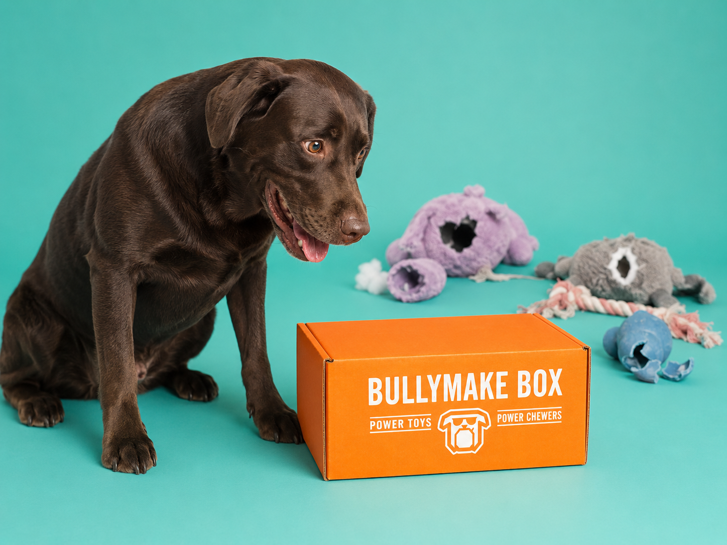 When a Dog Toy Subscription Box Makes More Sense Than One-Off Toys