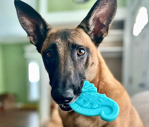 Dog holding a blue toy in its mouth with a blurred indoor background
