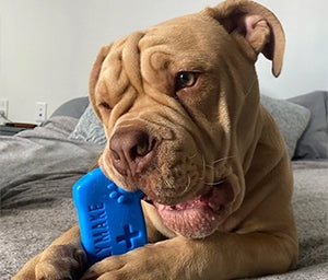 Dog chewing on a blue toy with a brand logo, lying on a bed.