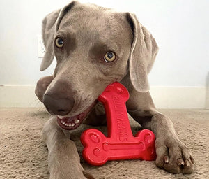 Dog playing with a red bone-shaped toy on a carpeted floor.