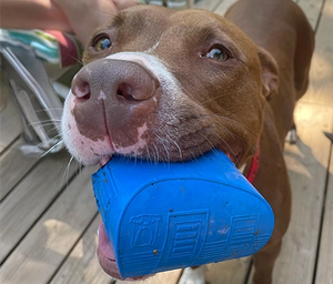 Dog holding a blue toy in its mouth on a wooden deck