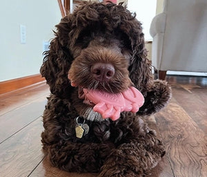 Brown curly-haired dog with a pink tongue sitting on a wooden floor.