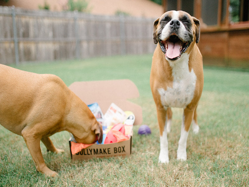 Toys & Treats Box - 3 Month Subscription [Prepaid]