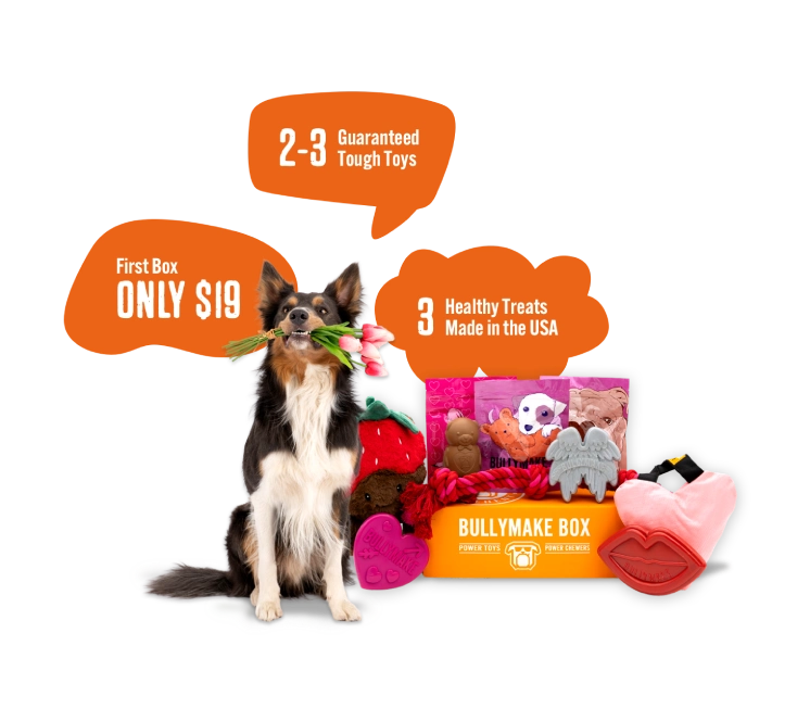 Dog with travel-themed toys, treats, and a Bullymake Box offer.