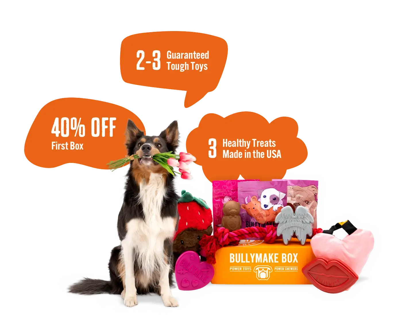 Dog with travel-themed toys, treats, and a Bullymake Box offer.