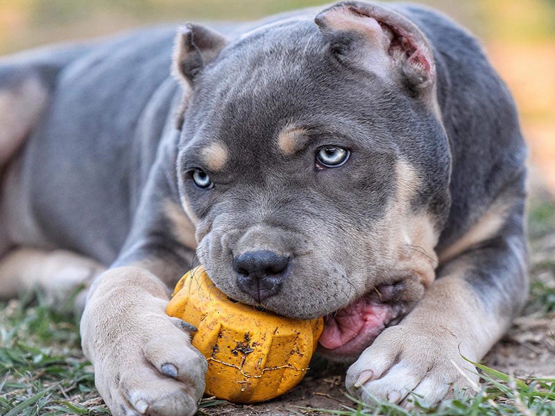 Toys & Treats Box - 12 Month Subscription [Prepaid]