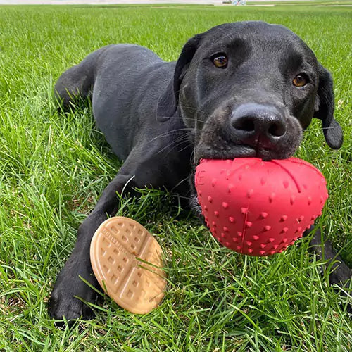 Bullymake Affiliate Program