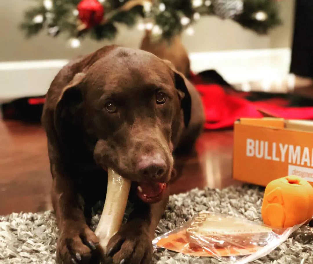 A chocolate Lab chews a bone on a rug, with a Christmas tree and an orange gift box in the background.