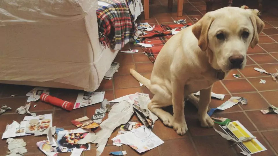 guilty dog