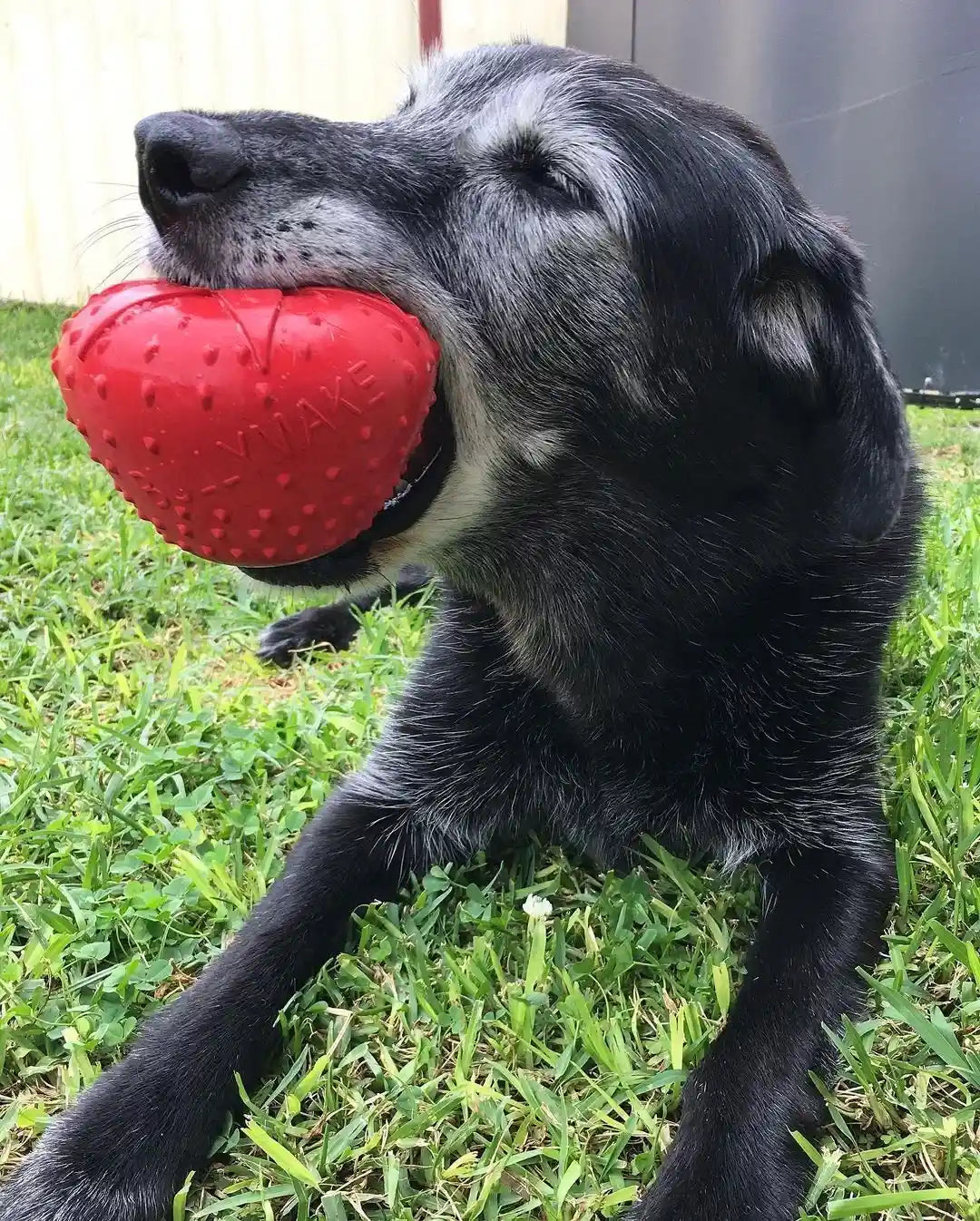 dog with rubber toy