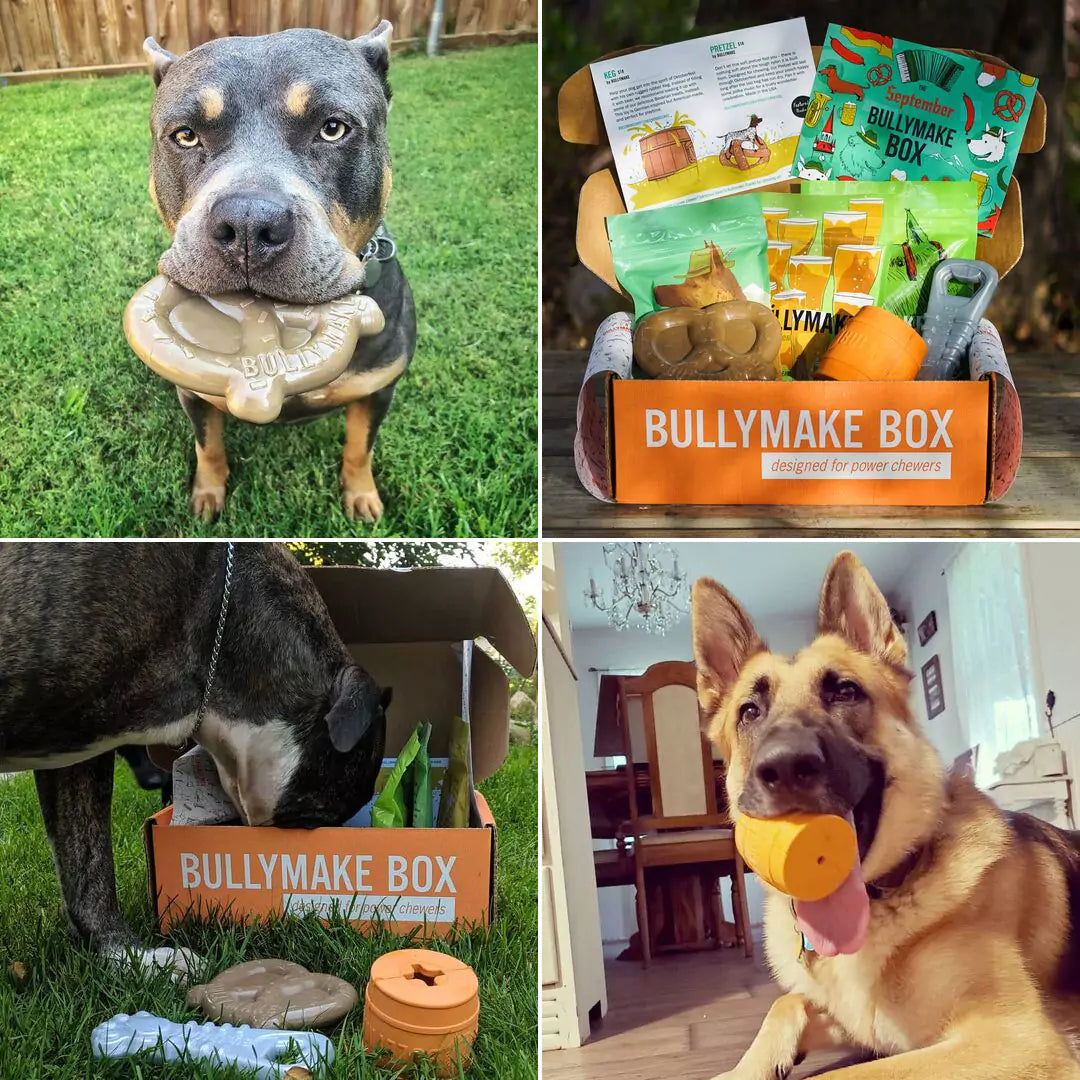 A collage of four images featuring dogs enjoying Bullymake Box, a subscription box designed for power chewers.