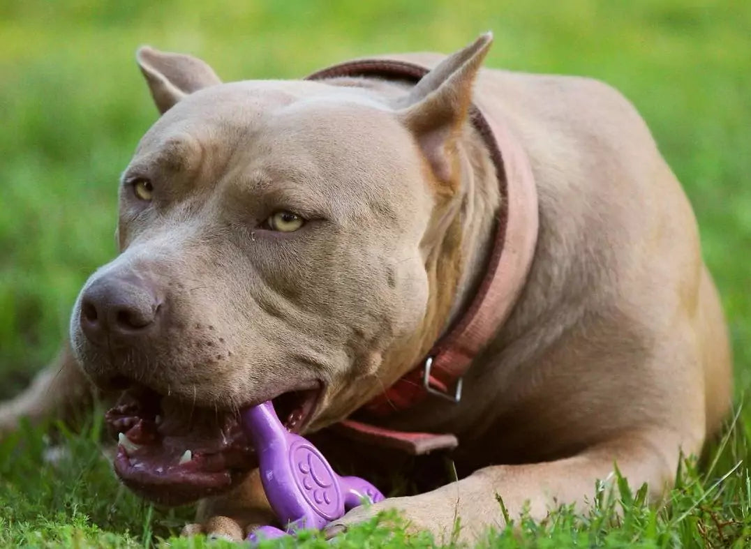 A muscular, light brown dog lying on grass and chewing a purple durable toy. The dog is wearing a pink collar and has an intense, focused expression.