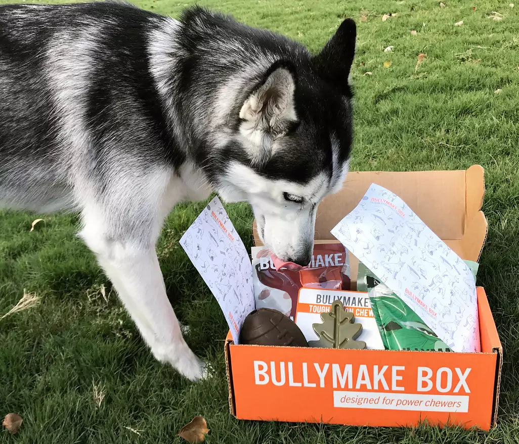 A Husky with bullymake subscription box
