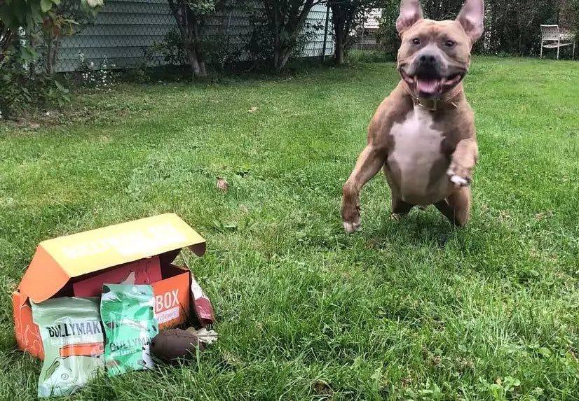 A dog with alot of chewers