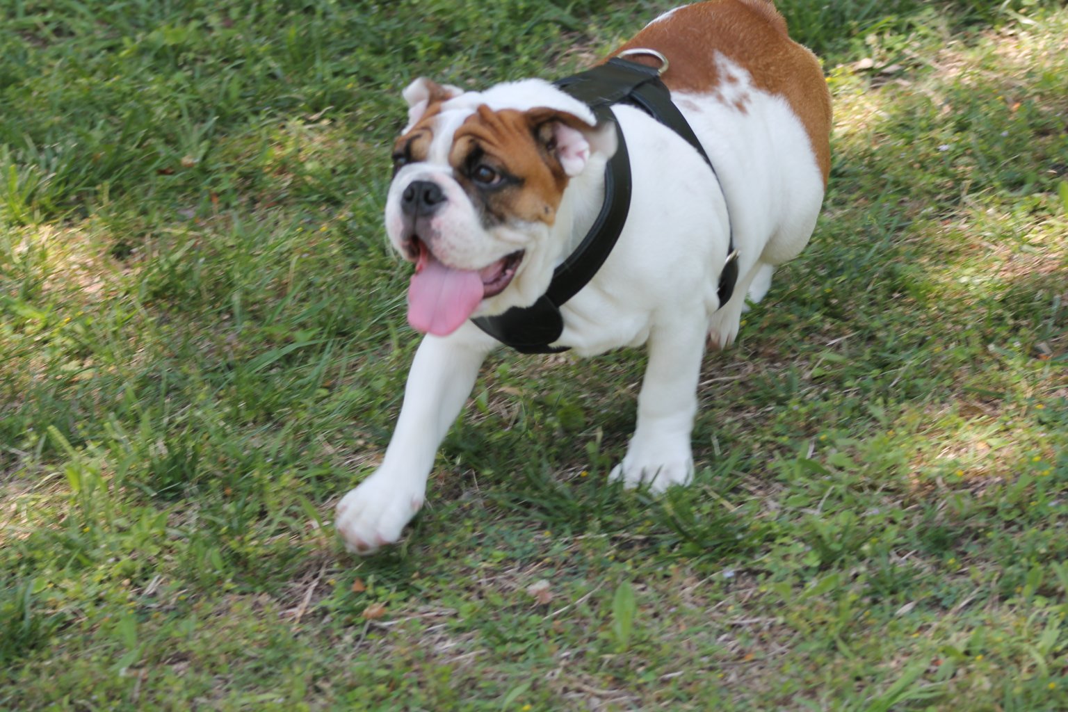 The Bulldog Harness is Extremely Important. Find out Why