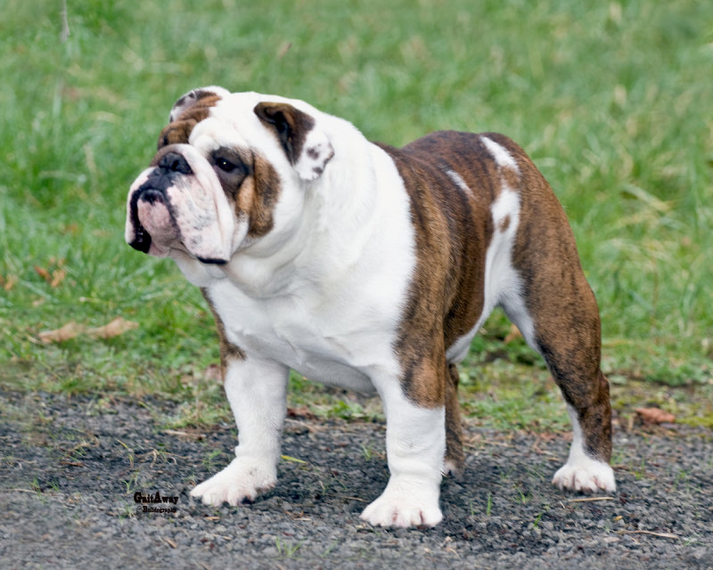 5 Great Activities for Your Bulldog – Bullymake Box – A Dog ...
